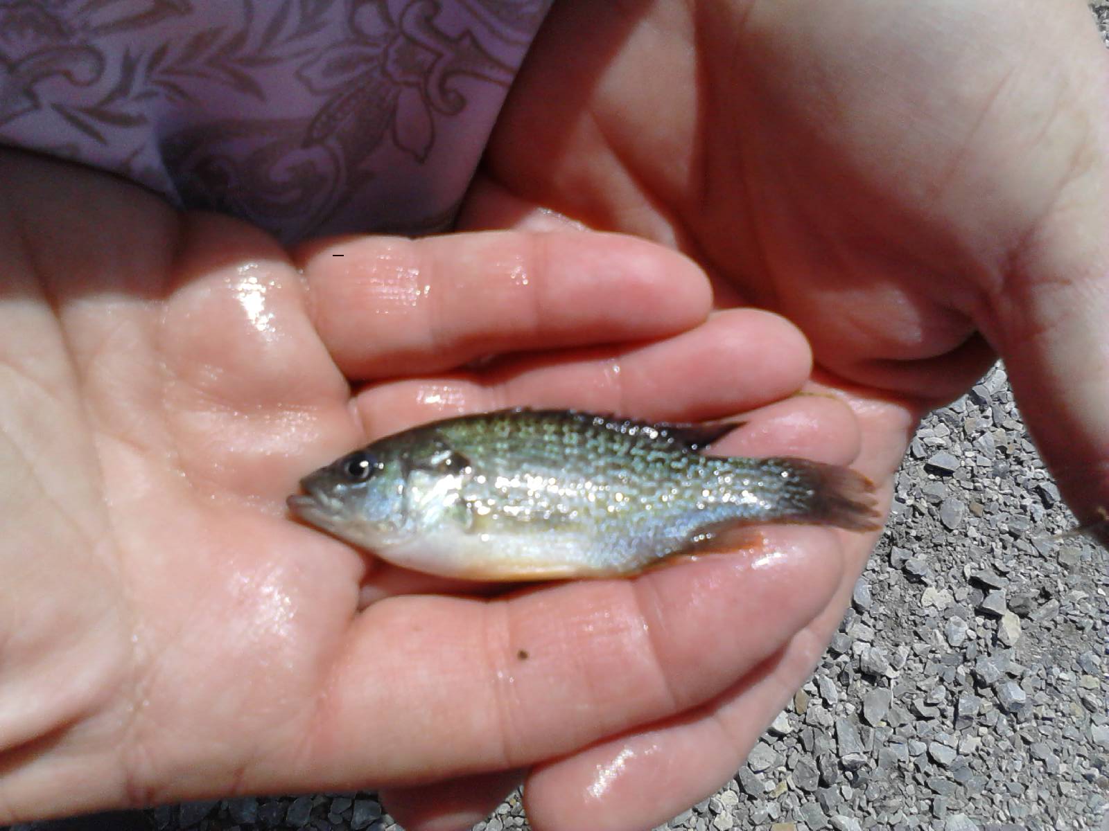 Attached picture Redear with green sunfish hybrid.JPG